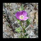clarkia purpurea ssp quadrivulnera